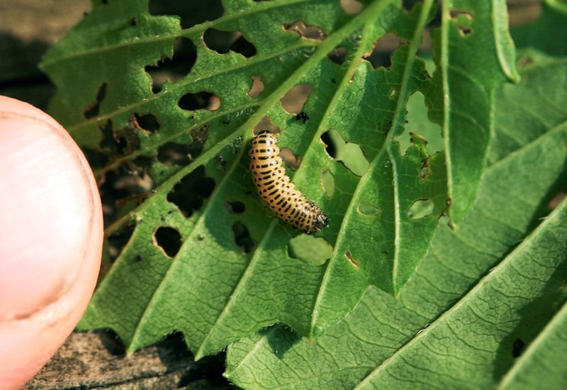 Summer Adult Feeding And Its Different Leaf Damage Summer Adult Feeding And Its Different Leaf Damage