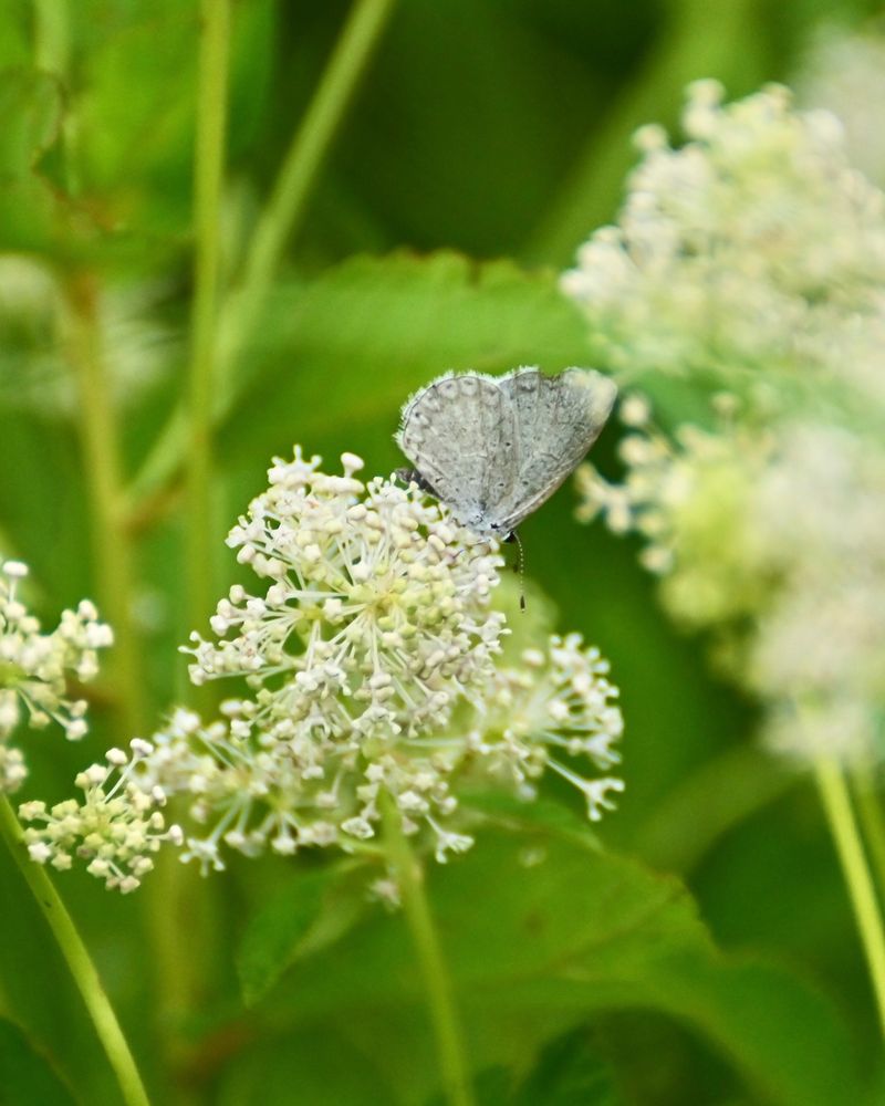 Summer Azure Butterflies Depend On It As A Host Plant