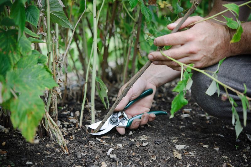 Summer-Bearing Raspberries Can Lose Spent Canes
