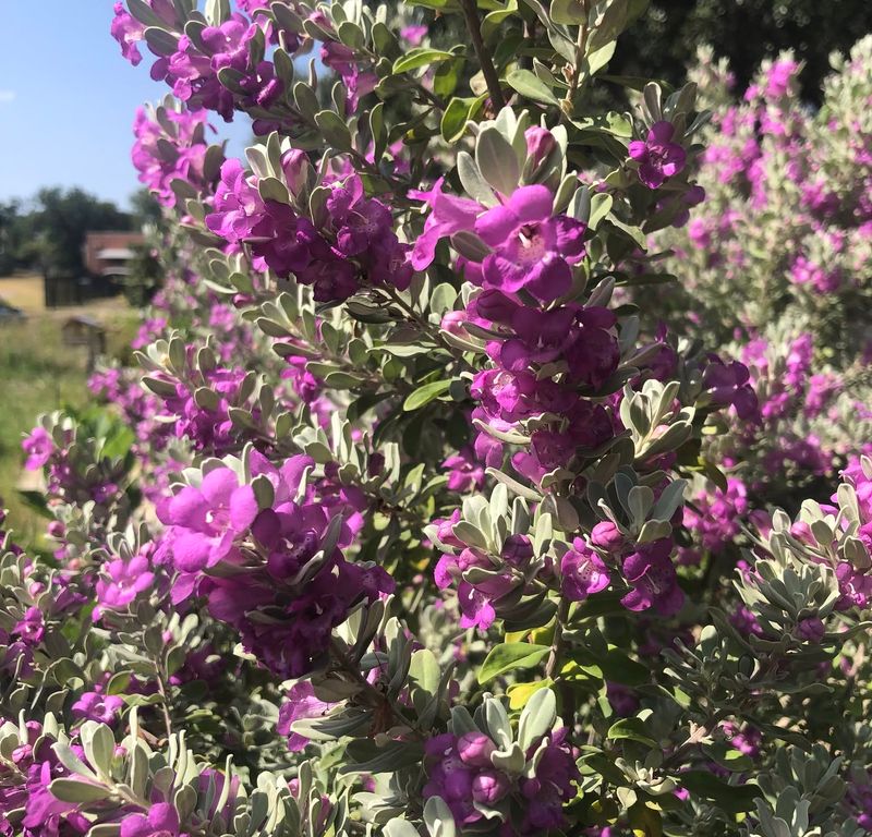 Summer Blooms Bring Extra Color To The Landscape Summer Blooms Bring Extra Color To The Landscape