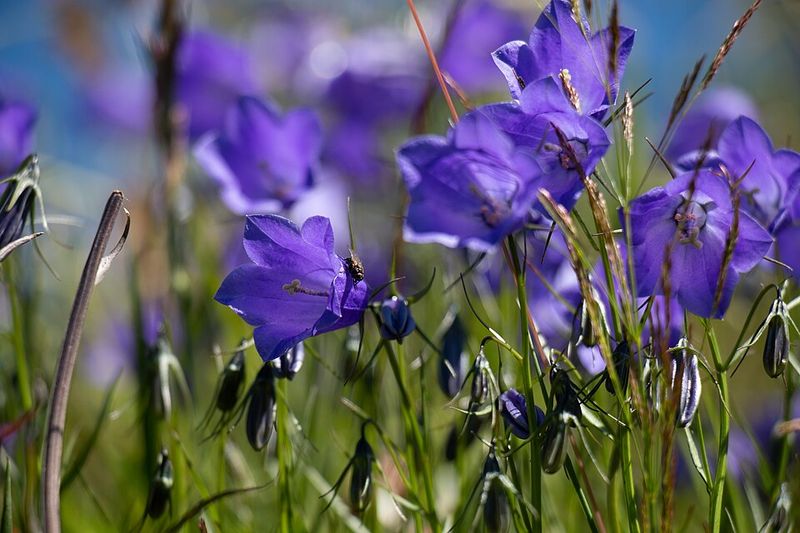 Summer Blooms Set It Apart From The Spring Woodland Favorite