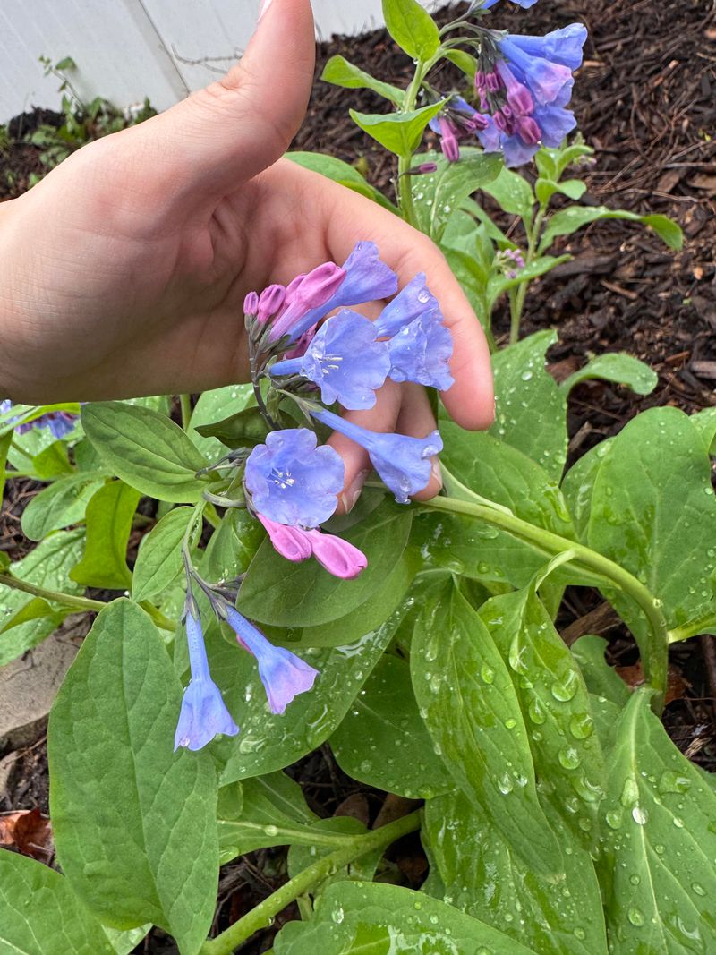 Summer Dormancy Leaves Room For Later Perennials