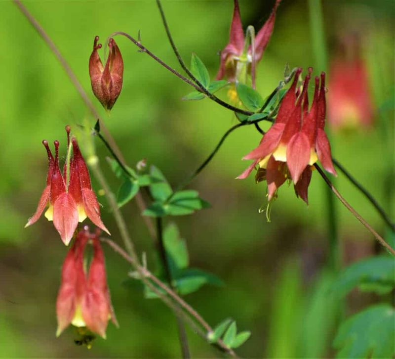 Summer Fading Does Not Mean The Plant Failed In Your Shade Bed