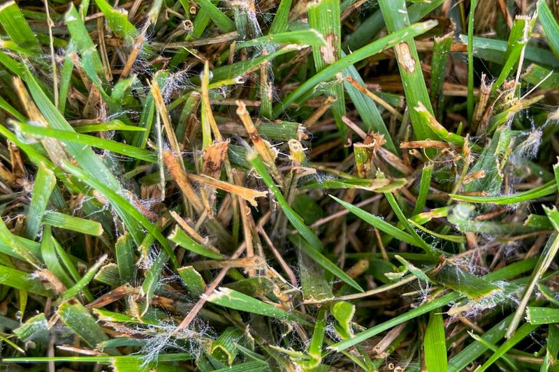 Summer Feeding Can Increase The Risk Of Turf Disease Summer Feeding Can Increase The Risk Of Turf Disease