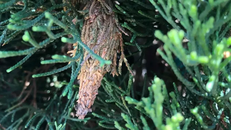 Summer Feeding Can Strip Needles Before Gardeners Notice