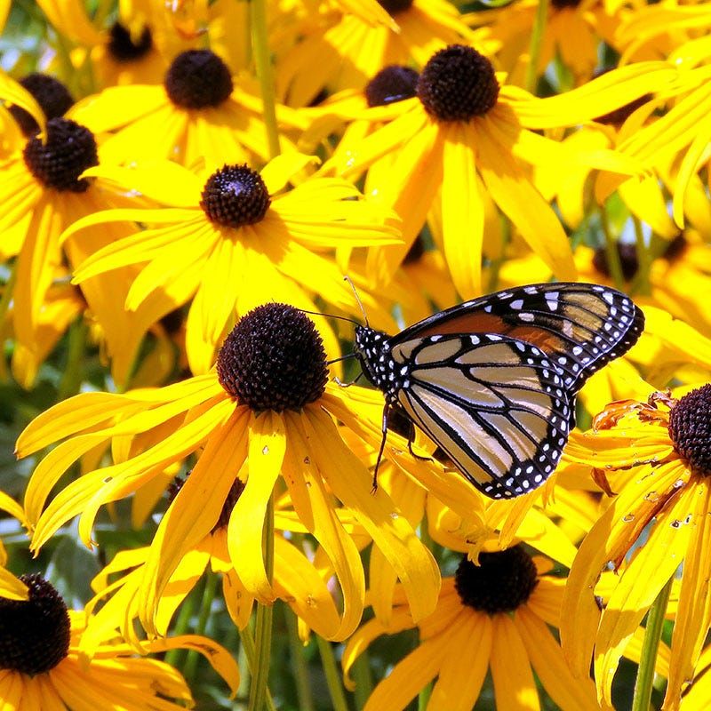 Summer Flowers Draw Bees, Butterflies, And Other Pollinators