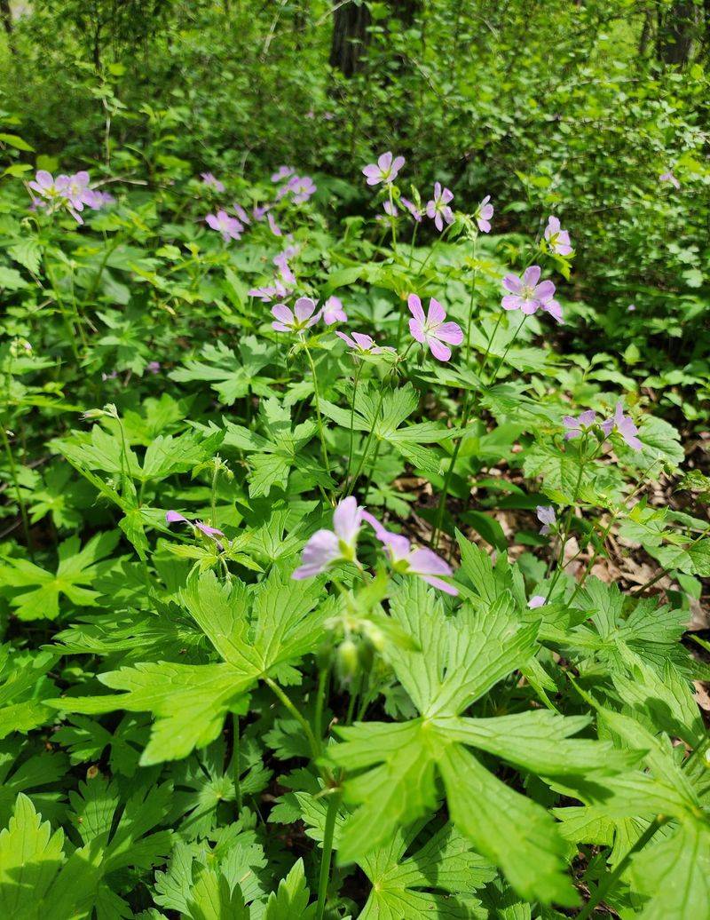 Summer Foliage Can Fade In Dry Conditions
