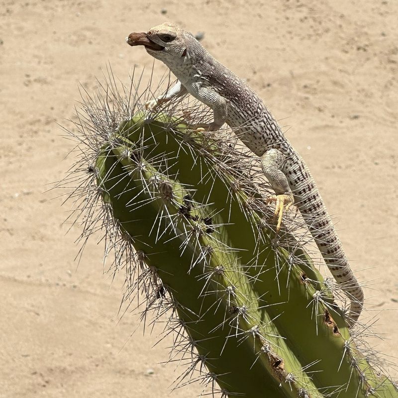 Summer Heat Brings More Iguana Activity