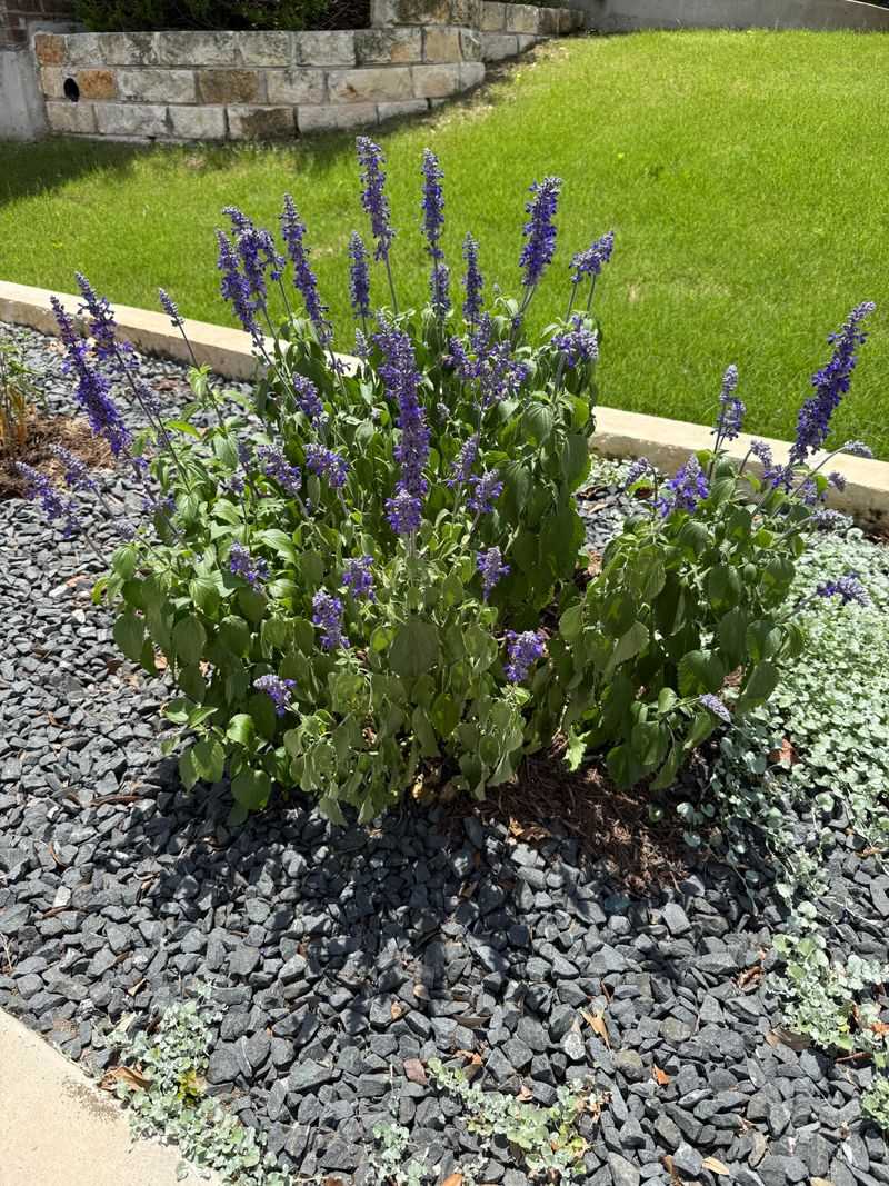Summer Heat Can Push Sage Plants Into Stress Summer Heat Can Push Sage Plants Into Stress