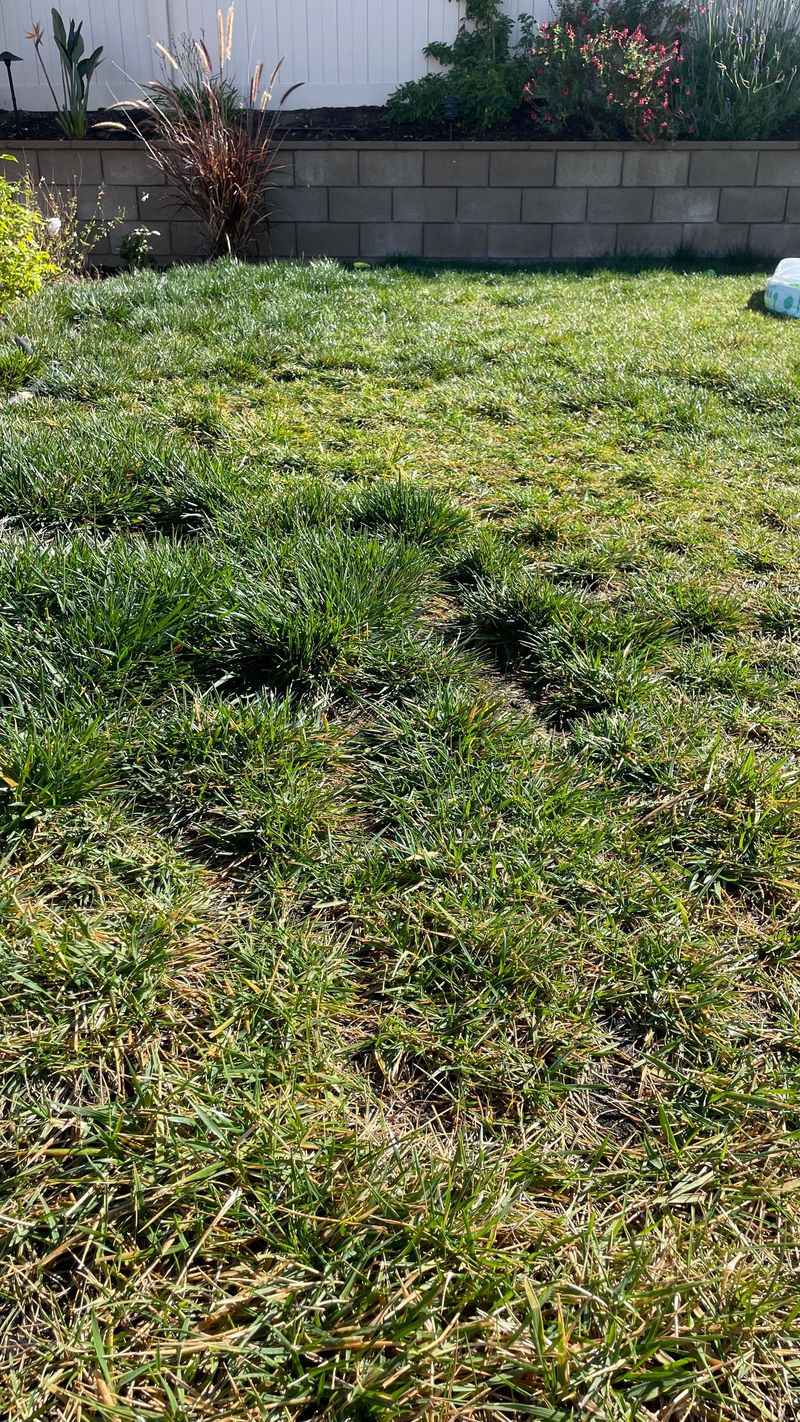 Summer Heat Often Leaves Lawns Thin And Patchy Summer Heat Often Leaves Lawns Thin And Patchy