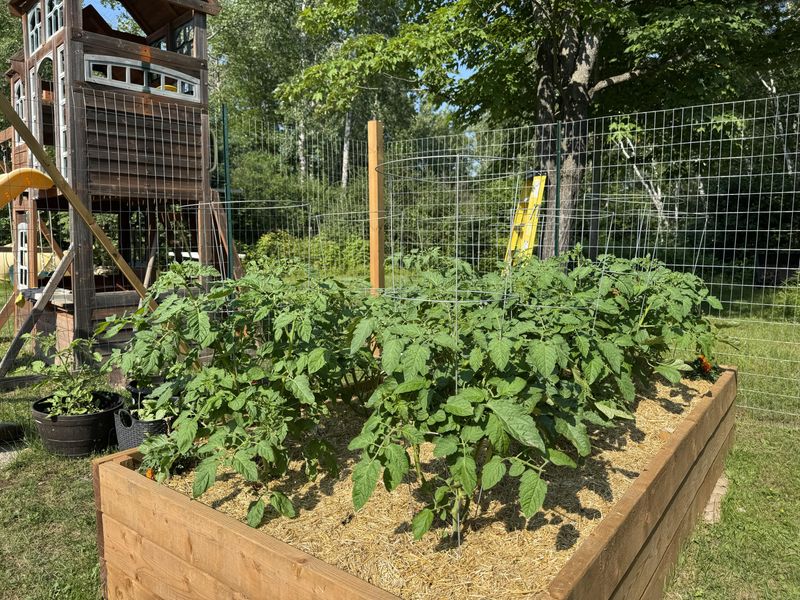 Summer Heat Quickly Pulls Moisture From Soil