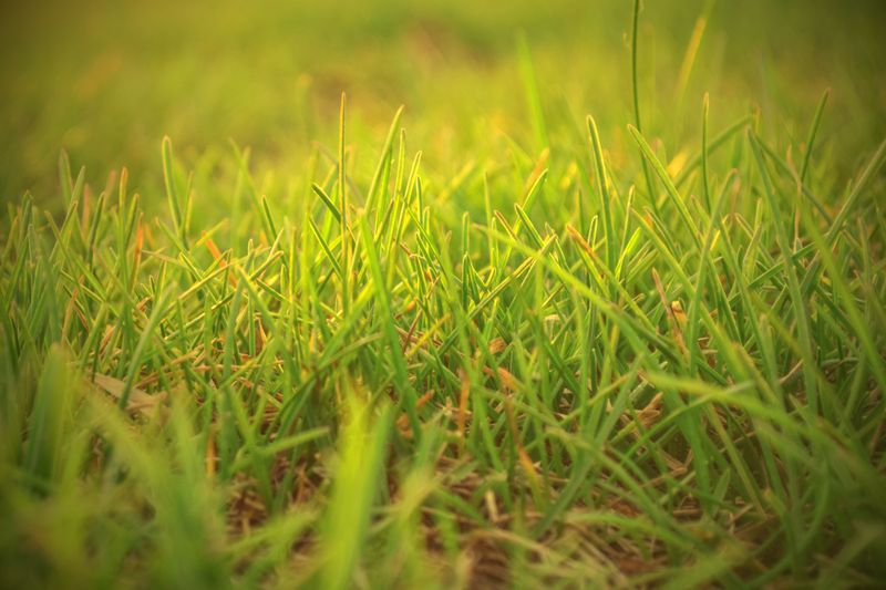Summer Heat Stress Weakens Fescue Roots Summer Heat Stress Weakens Fescue Roots