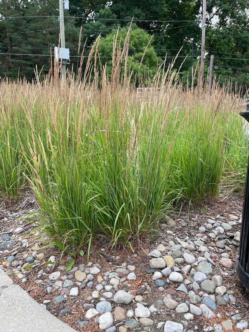 Summer Humidity Barely Slows This Grass Down Summer Humidity Barely Slows This Grass Down