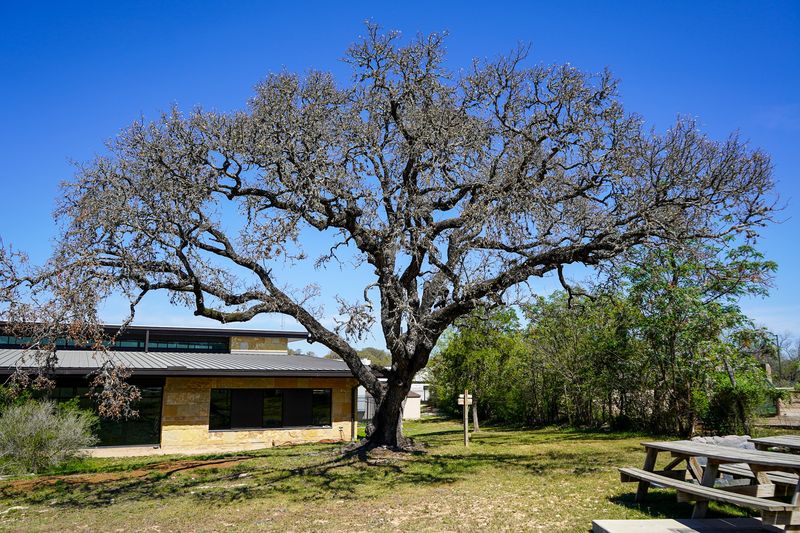 Summer Leaf Drop Isn't The Normal Live Oak Shed
