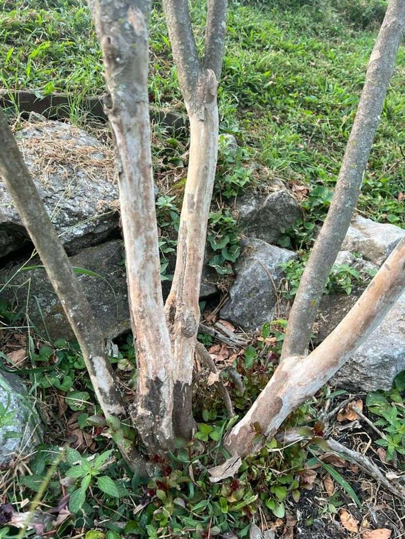 Summer Makes The Bark More Noticeable Summer Makes The Bark More Noticeable