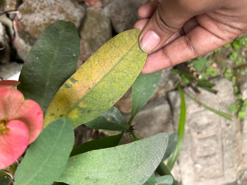Summer Rain May Be Keeping The Roots Too Wet