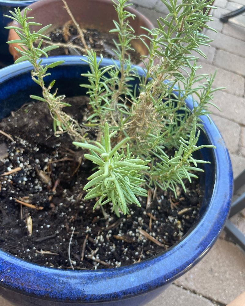 Summer Rain Means Rosemary May Need Less Extra Water