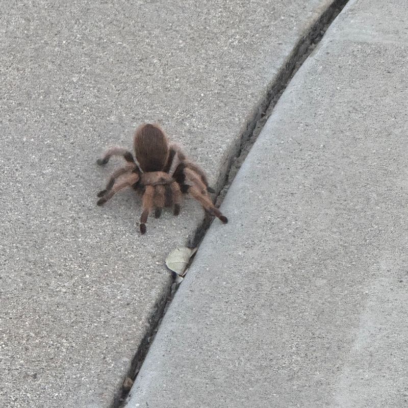 Summer Rains Bring Tarantulas Above Ground