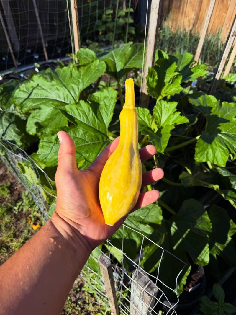 Summer Squash Races From August Seed To Fall Suppers Summer Squash Races From August Seed To Fall Suppers