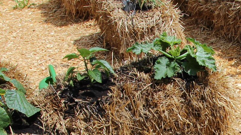 Summer Squash