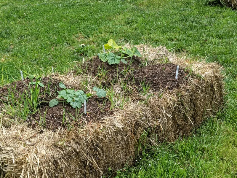 Summer Squash