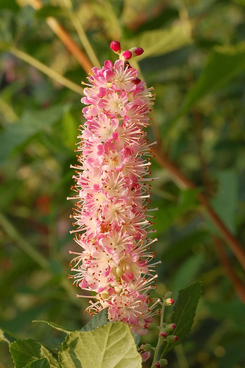 Summersweet Attracts Pollinators Heavily