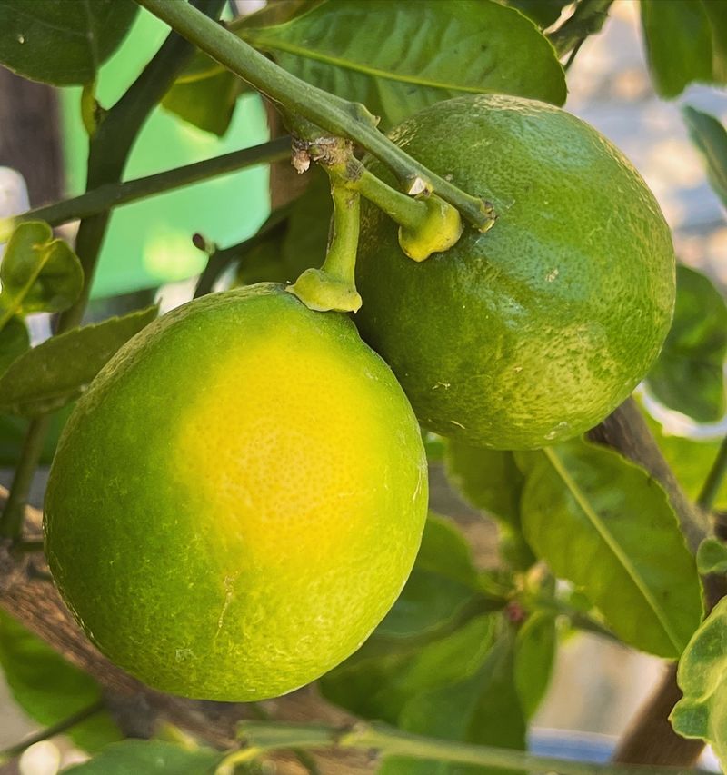 Sun Exposure Changes How Fast The Peel Turns Yellow