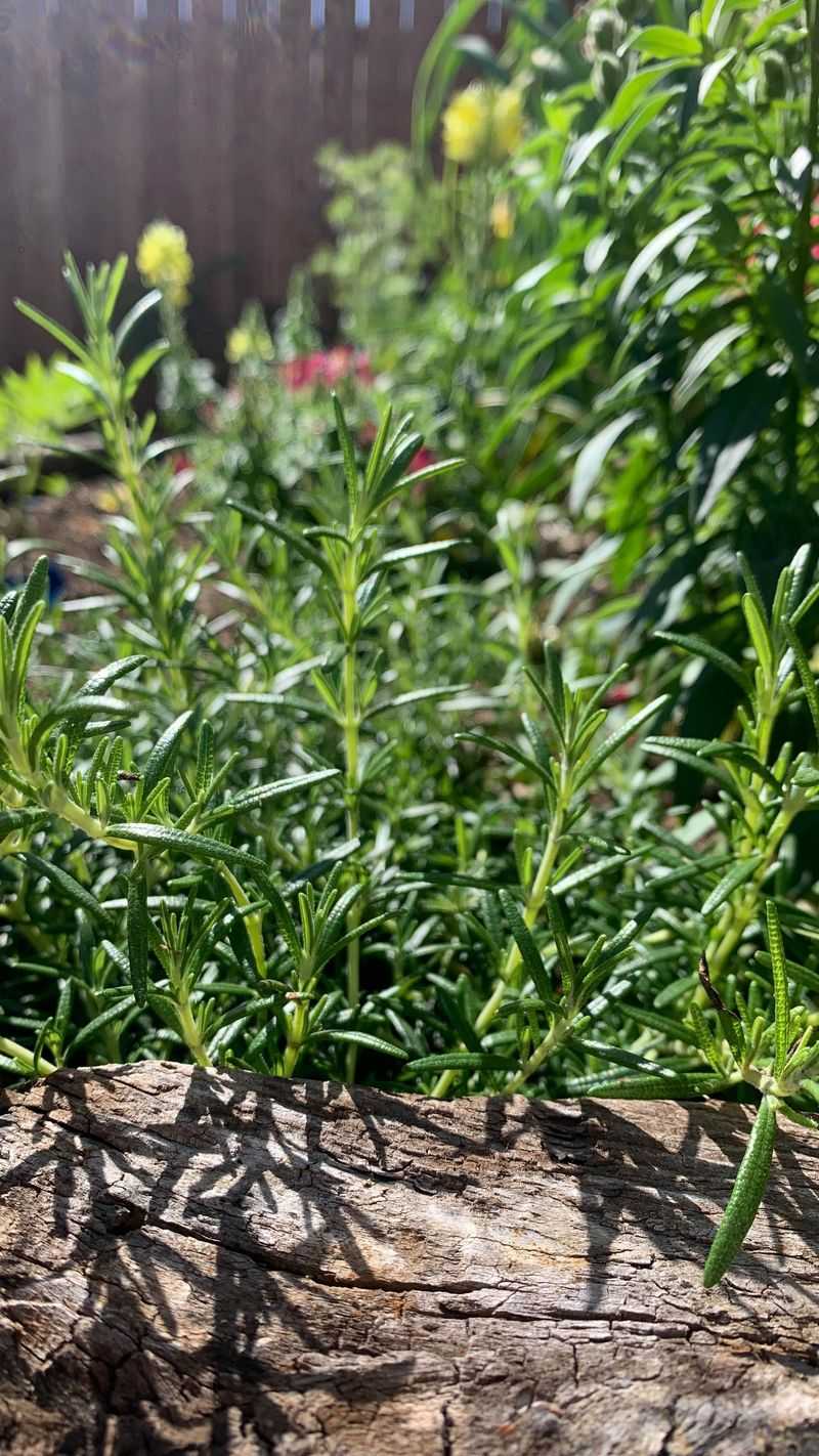 Sun Exposure Determines How Fast Stems Turn Woody