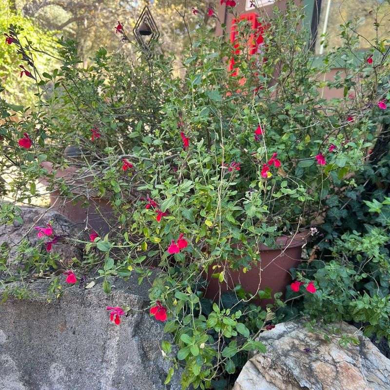 Sun Helps Support The Flowering Display