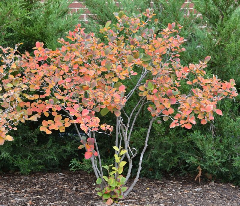Sun Or Partial Shade Works Well For This Shrub