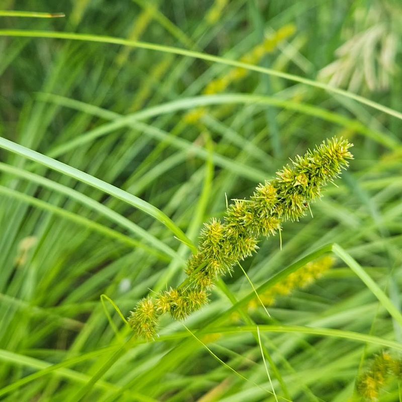 Sun To Part Shade Conditions Suit This Sedge Well Sun To Part Shade Conditions Suit This Sedge Well