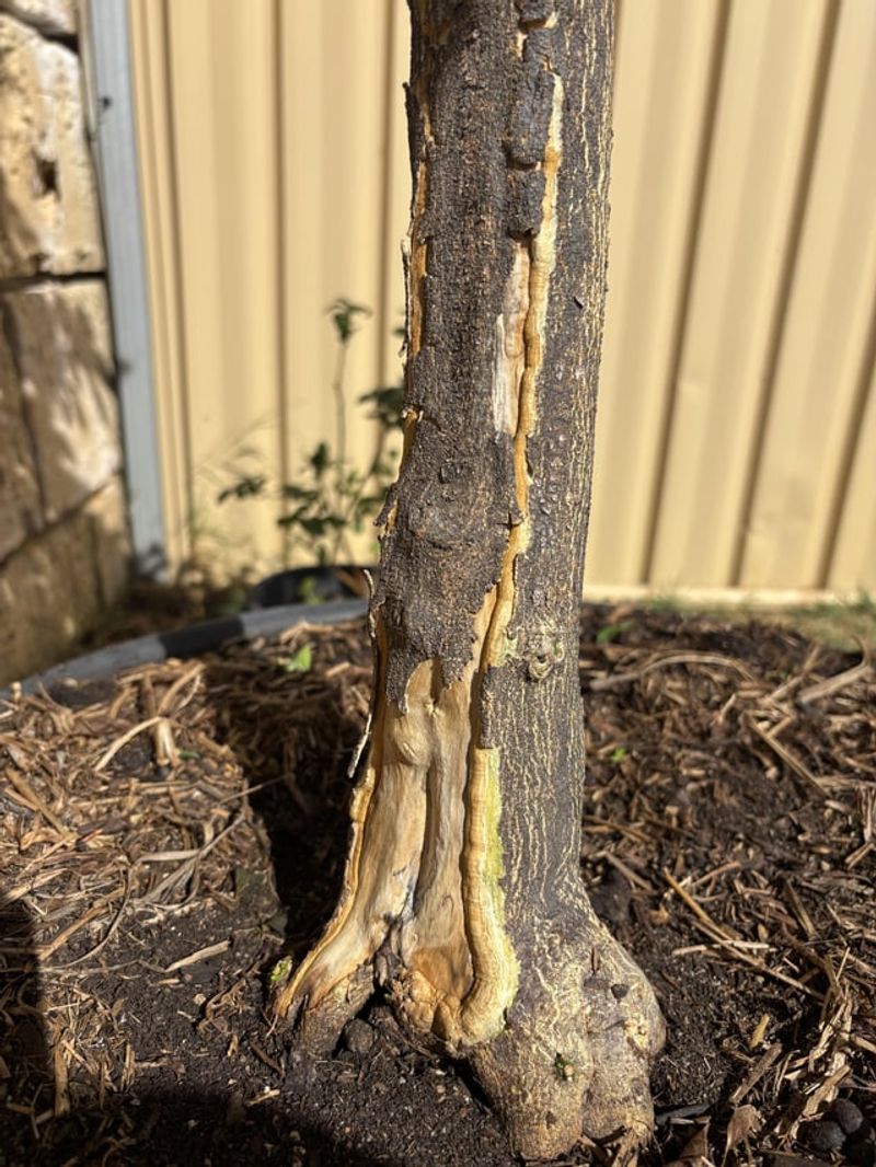 Sunburn Can Leave Bark Cracked And Damaged Sunburn Can Leave Bark Cracked And Damaged