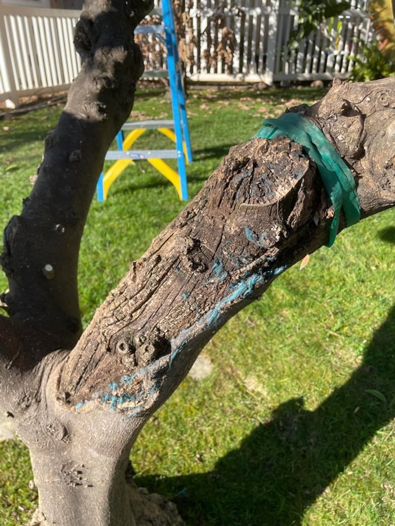 Sunburn Can Split Bark On Exposed Citrus Trunks