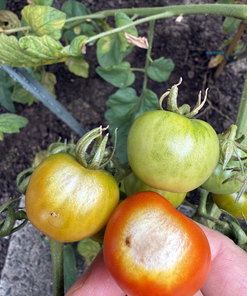 Sunburned Fruit Getting Worse After A Hot Spell
