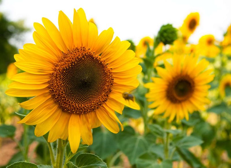 Sunflower Sunflower