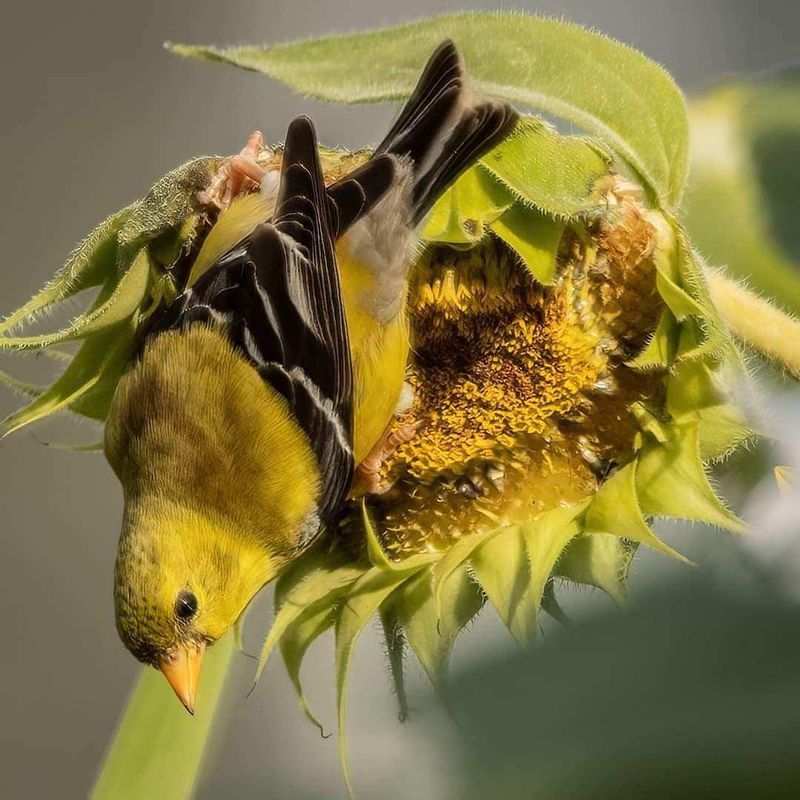 Sunflower Heads Keep Goldfinches Coming Back