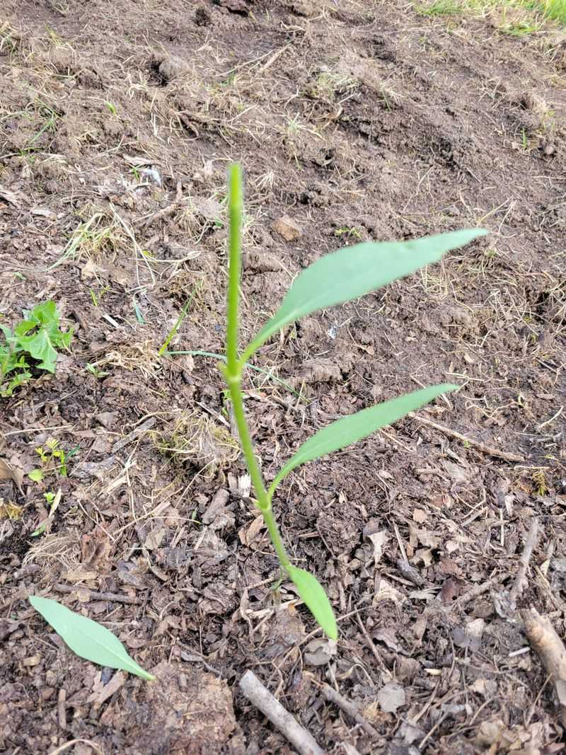 Sunflower Seedlings Are Clipped Off At Ground Level