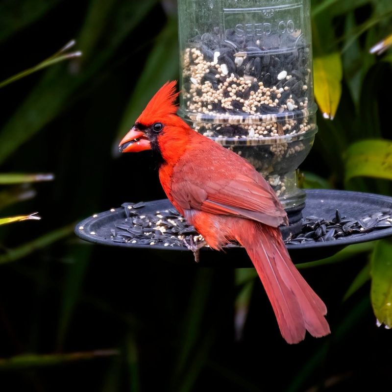 Sunflower Seeds Are A Favorite At Feeders