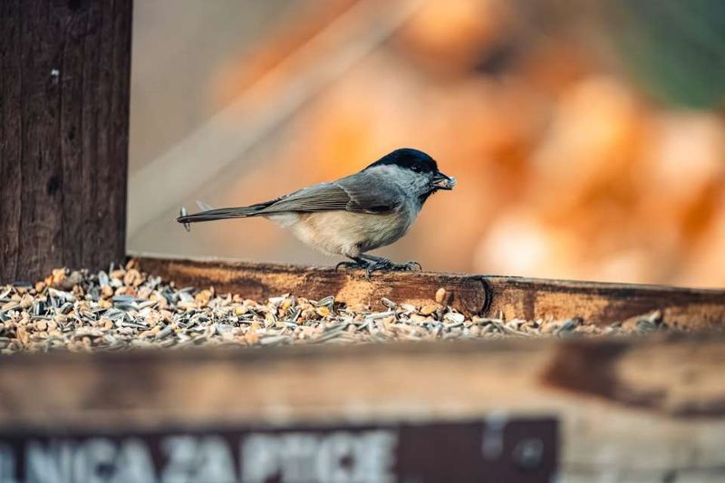 Sunflower Seeds Keep Them Coming Back Sunflower Seeds Keep Them Coming Back