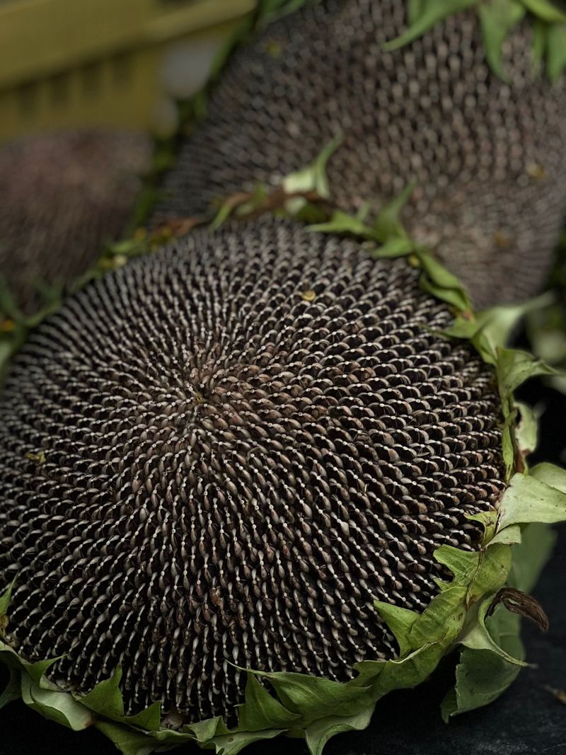 Sunflower Sunflower