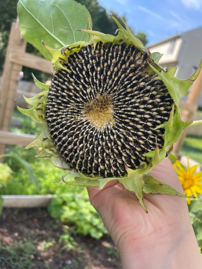 Sunflowers Before Birds Beat You To Them Sunflowers Before Birds Beat You To Them