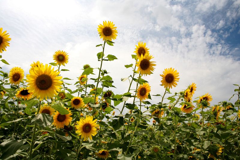 Sunflowers Sunflowers