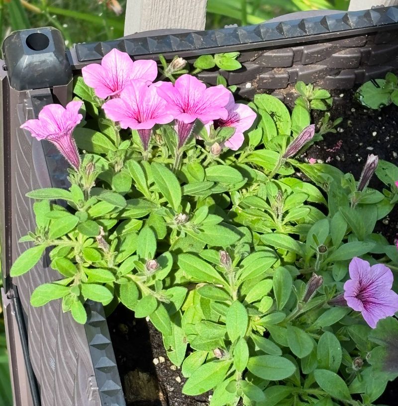 Sunlight And Soil Factors That Play A Role Too Sunlight And Soil Factors That Play A Role Too