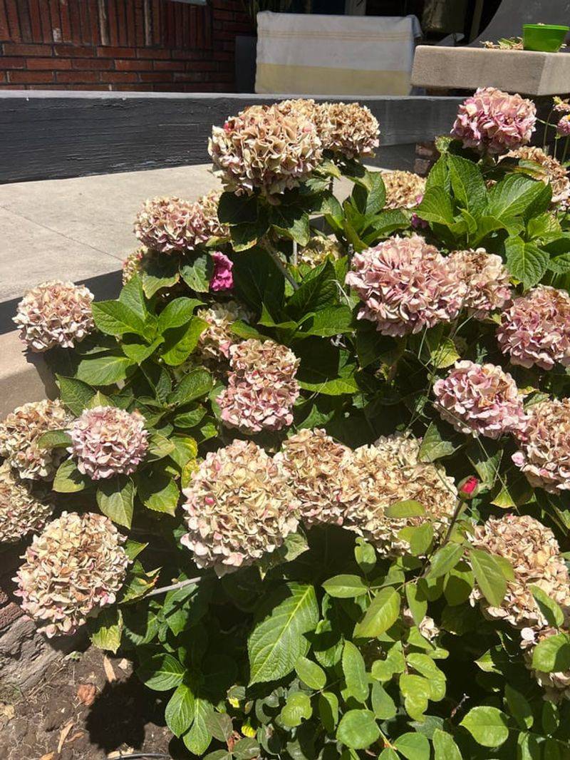 Sunlight Patterns That Shape Bloom Production
