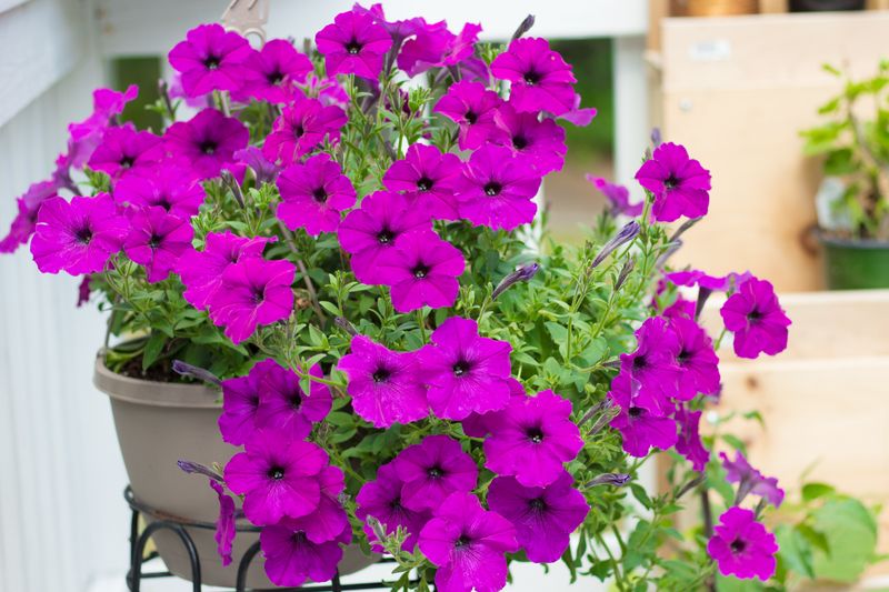 Sunlight Requirements Most Gardeners Get Wrong