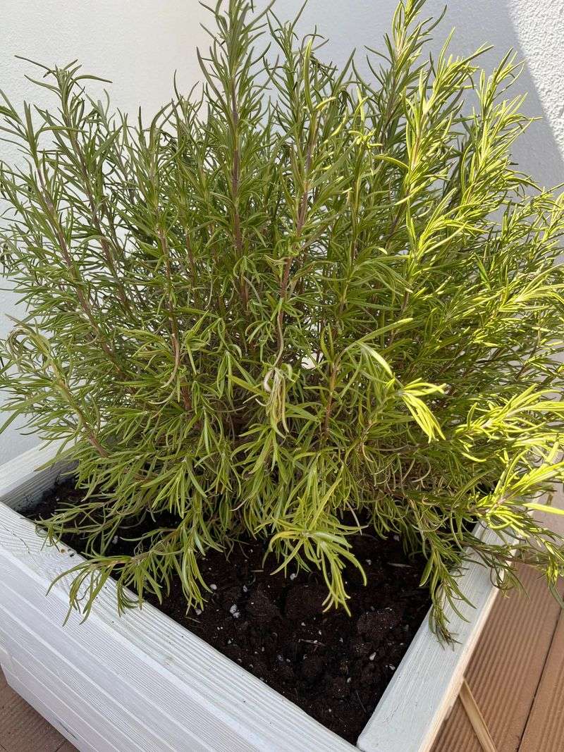 Sunlight Stops Reaching The Inner Stems