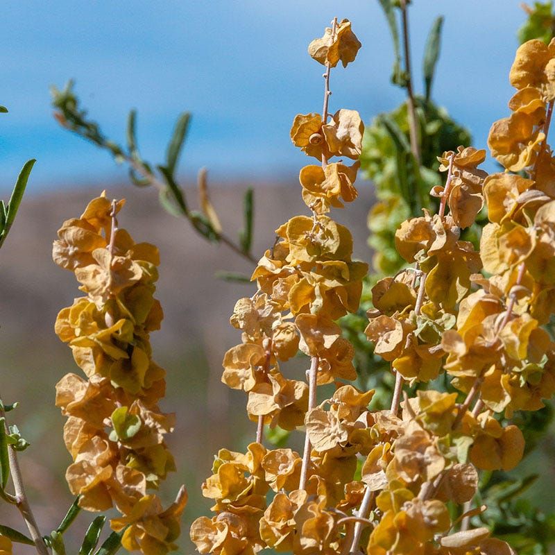 Sunny Areas Give This Shrub Plenty Of Growing Room
