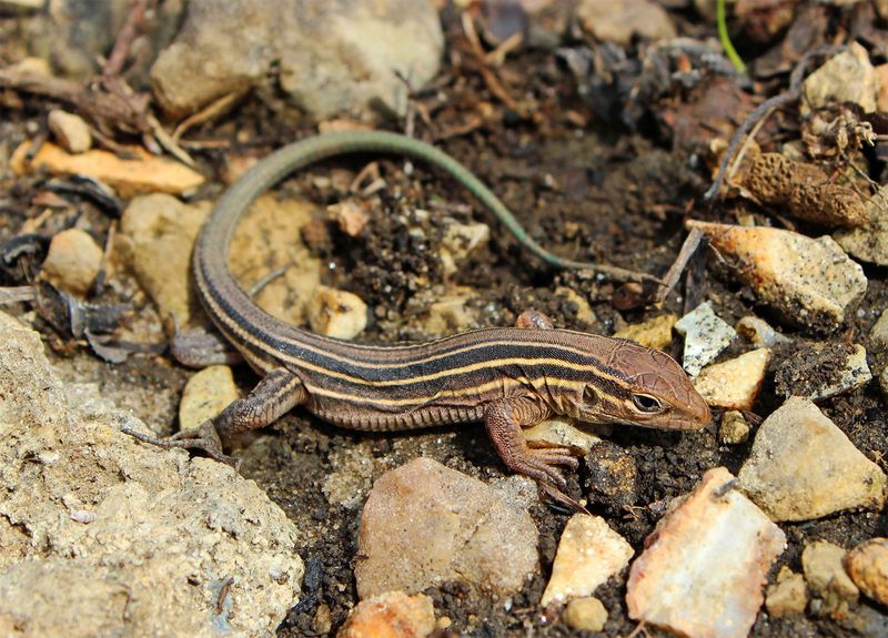 Sunny Bare Ground Is Their Preferred Habitat Sunny Bare Ground Is Their Preferred Habitat