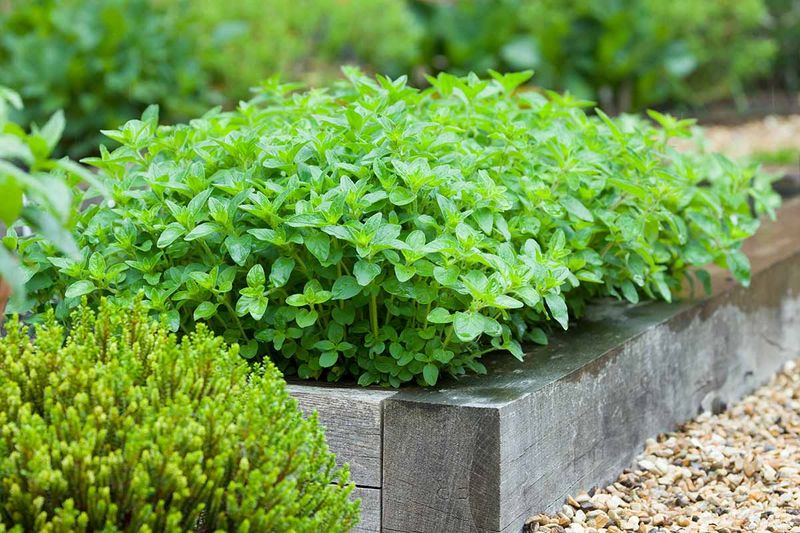 Sunny Dry Beds Become Useful Oregano Space