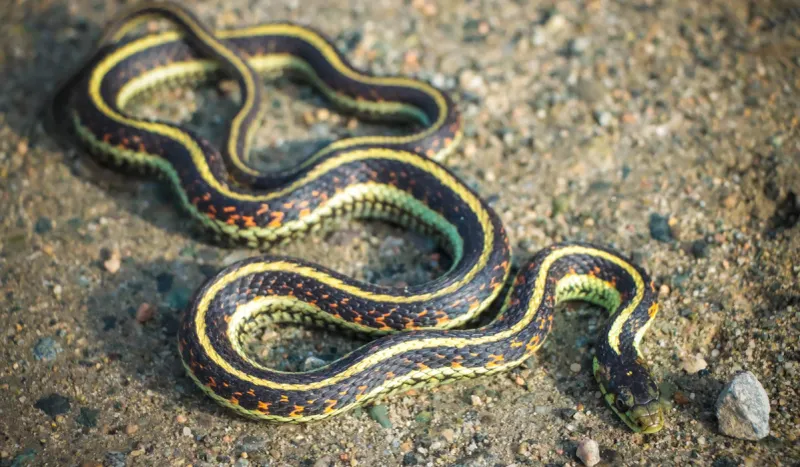 Sunny Edges Give Garter Snakes A Place To Warm Up Sunny Edges Give Garter Snakes A Place To Warm Up